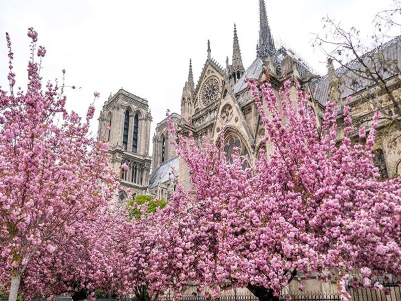 hoa anh đào Paris