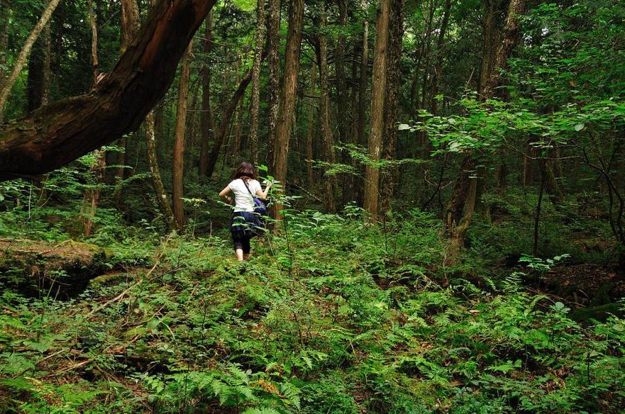 Hutan Aokigahara / Aokigahara Forest