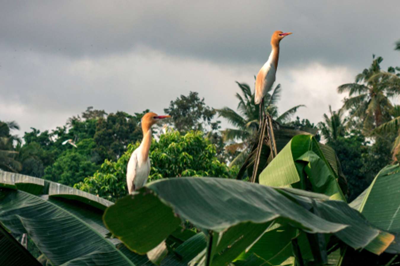 Destinasi Wisata di Ubud - Desa Petulu