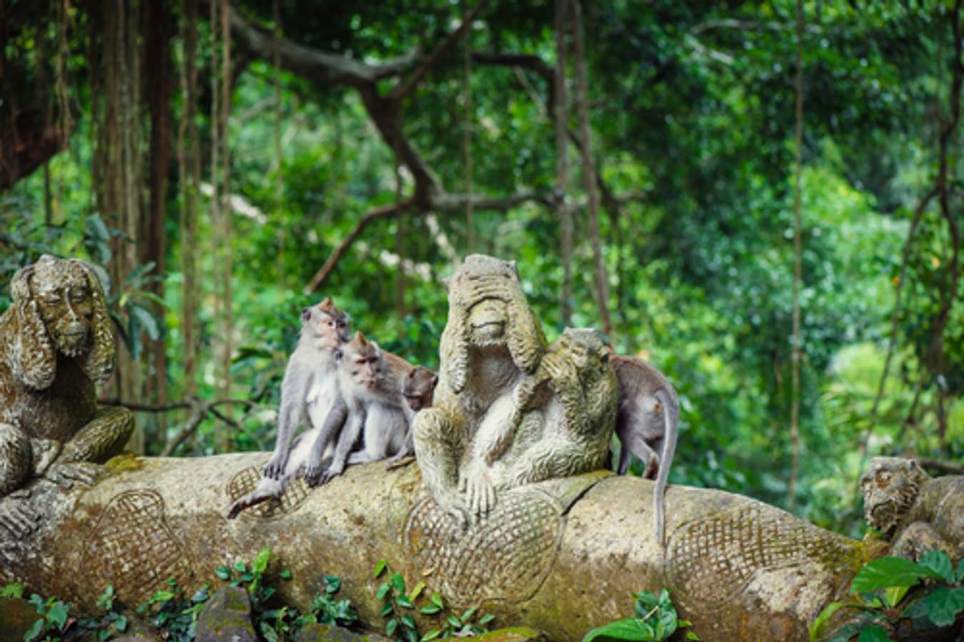 Destinasi Wisata di Ubud - Monkey Forest Ubud