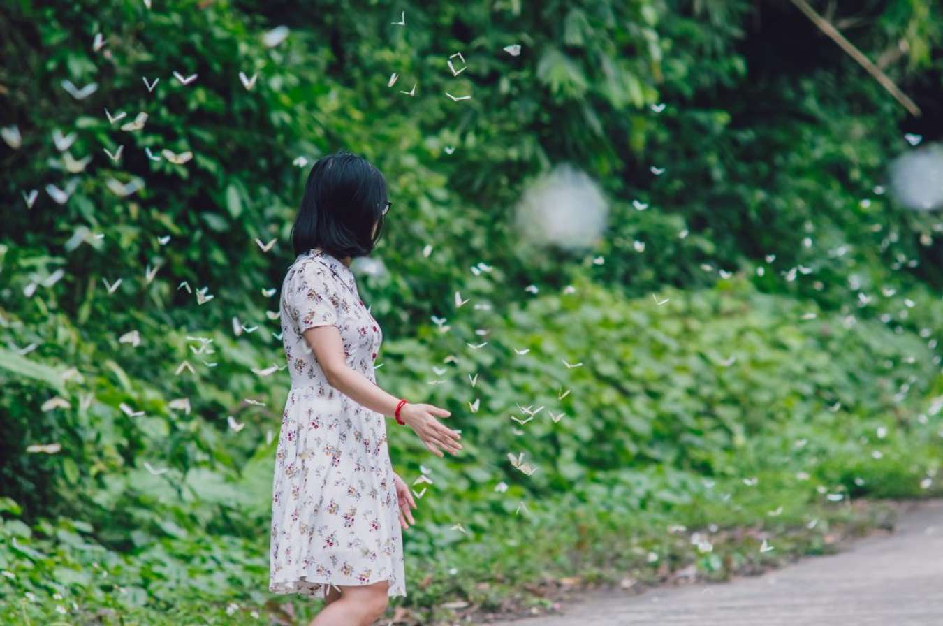 mùa bướm trắng cúc phương
