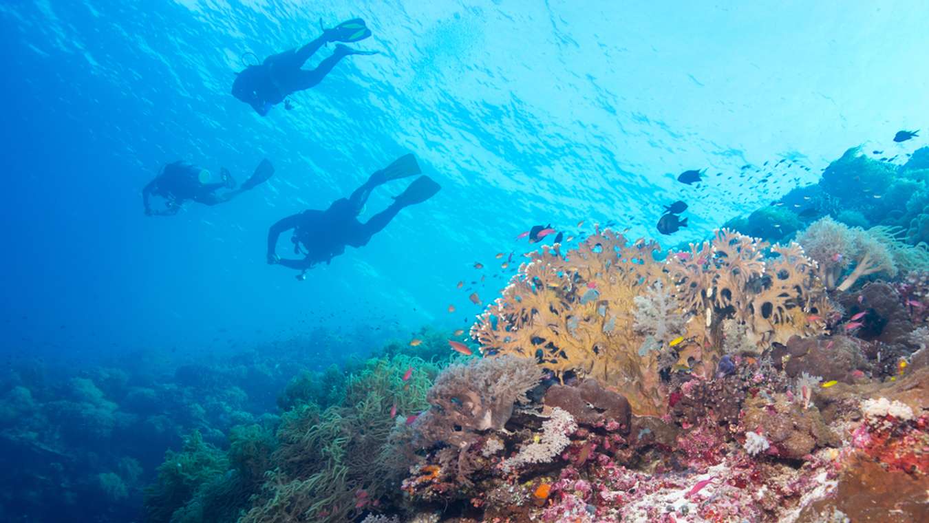 Spot Diving Terbaik Dunia - Tubbataha