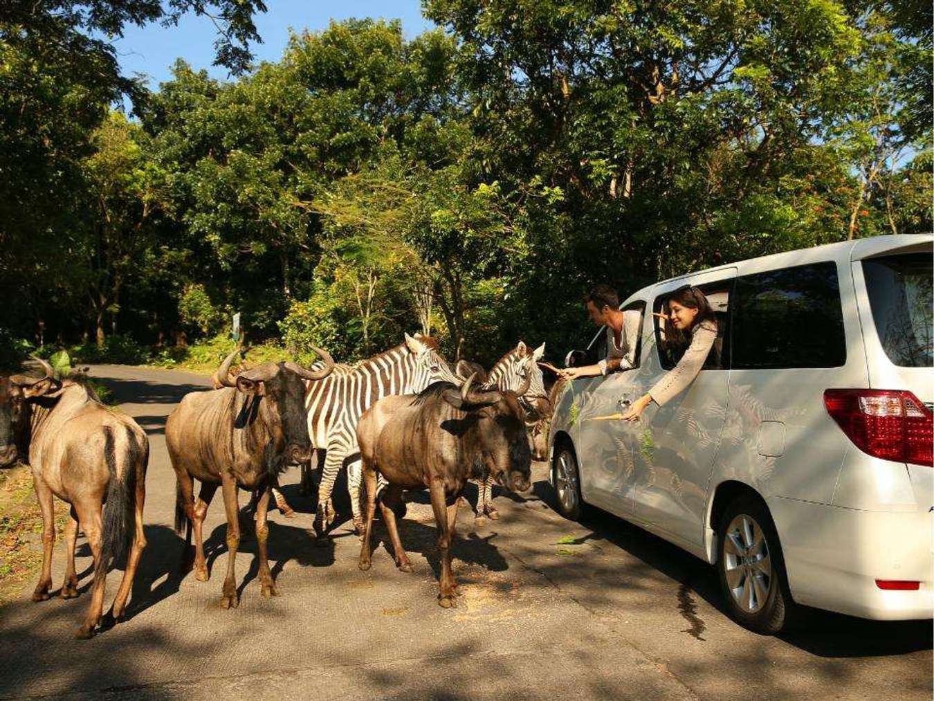 ke taman safari prigen tanpa mobil