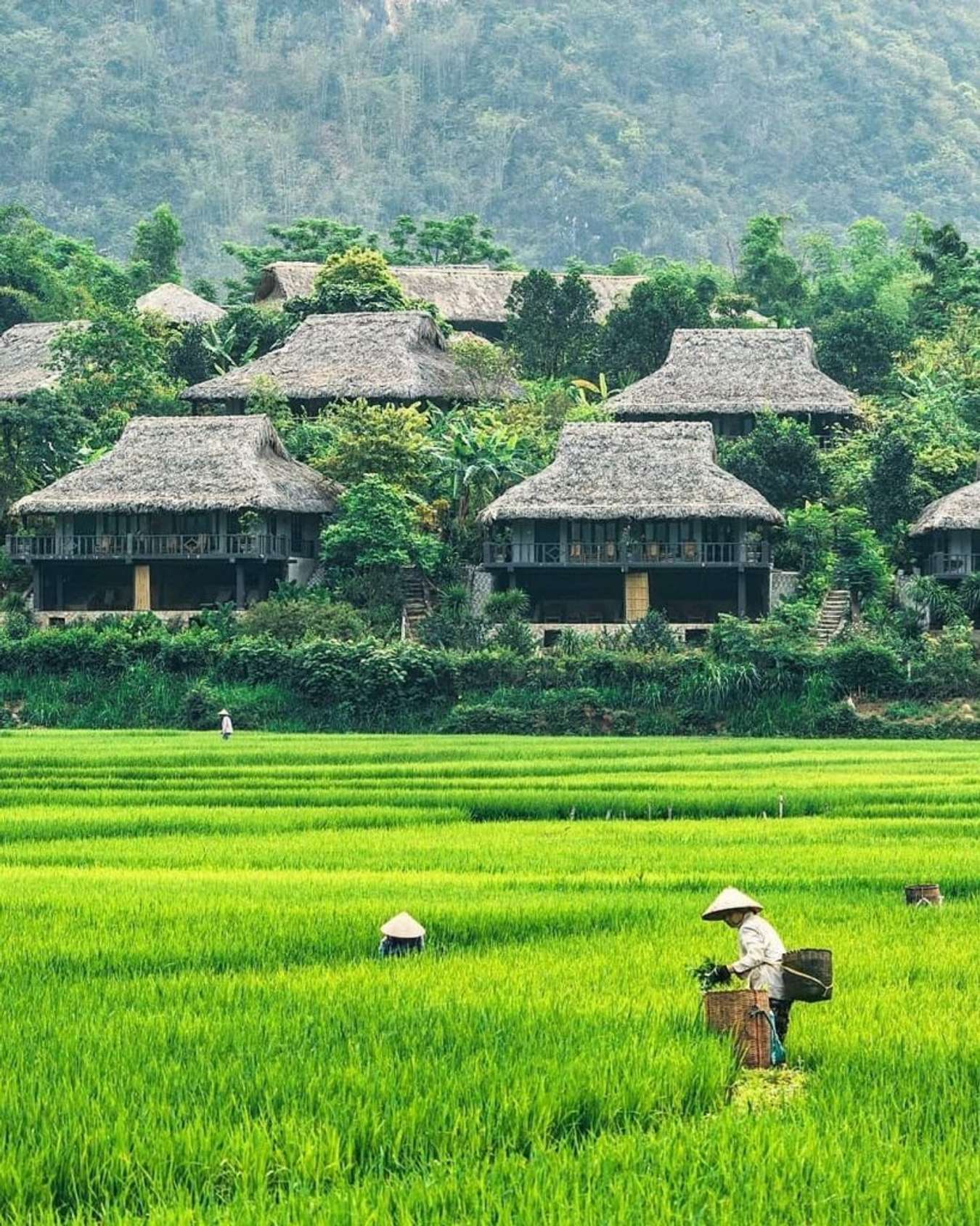 Khung cảnh Mai Châu ngày gặt lúa