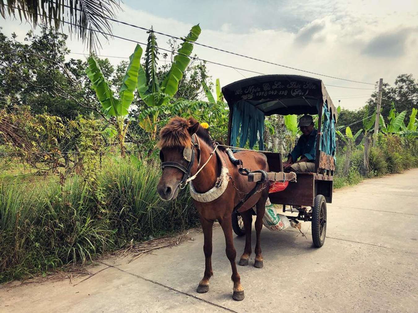 Đi xe ngựa tại Cù lao Thái Sơn