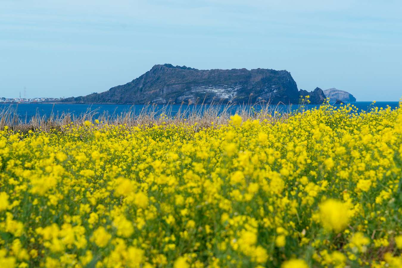 Kinh nghiệm du lịch Jeju tự túc chi tiết nhất dành cho bạn