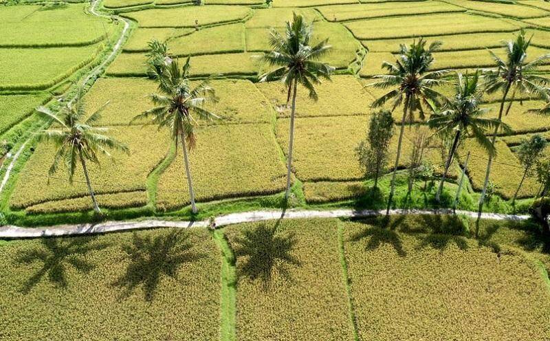 Thái Bình mùa lúa chín