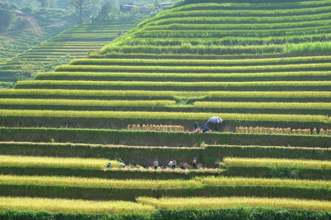 Hoàng Su Phì