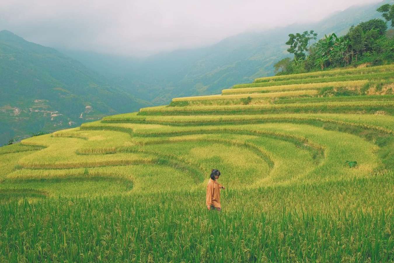 Hoàng Su Phì