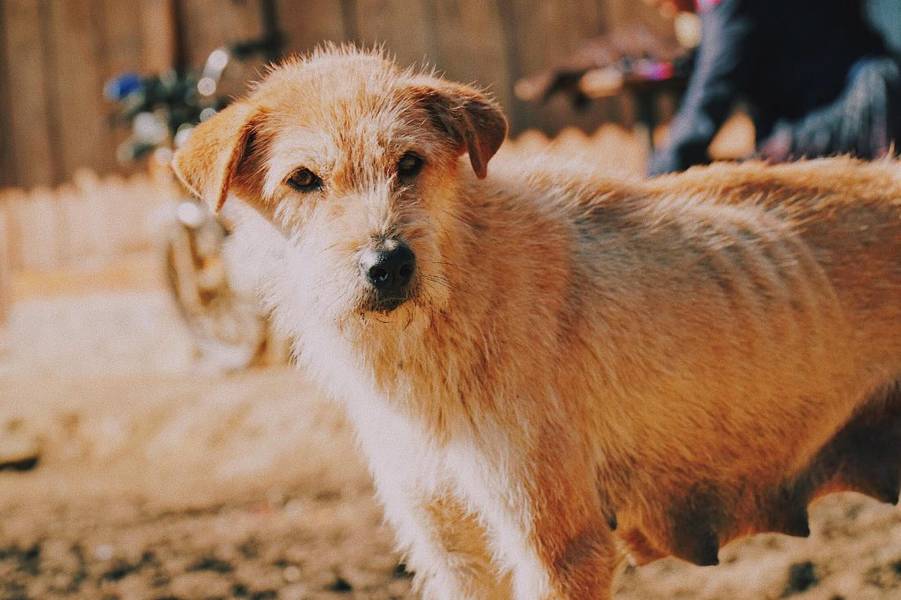 khám phá Lùng Cúng Yên Bái