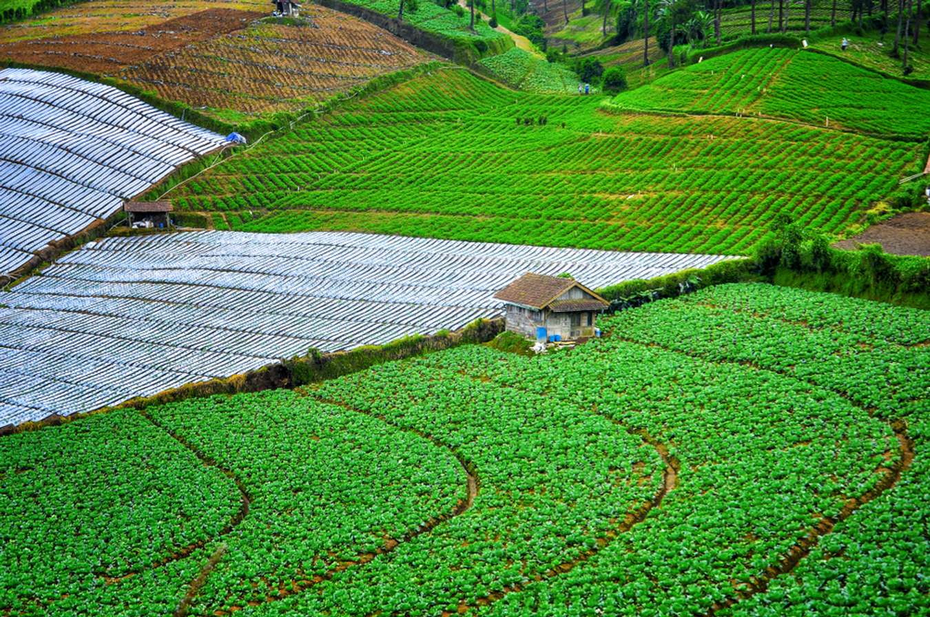 Wisata Kebun Teh - Kebun Teh Kaligua