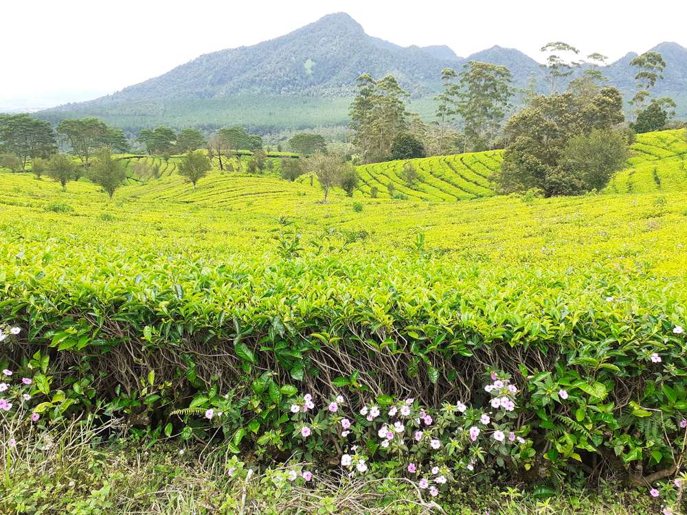 Perkebunan teh merupakan jenis sumber daya alam yang berada di daerah