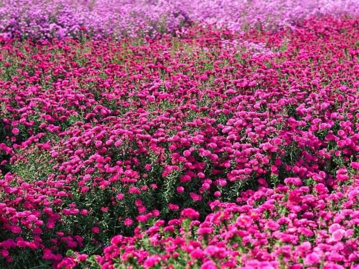 สวนลุงรนเป็นสวนดอกไม้เชียงใหม่ที่เราอยากแนะนำ ถือเป็นสวนดอกไม้จังหวัดเชียงใหม่เลย ที่นี่มีทั้งดอกมากาเร็ตสีม่วง ดอกสร้อยไก่ และดอกคัตเตอร์สีขาว 