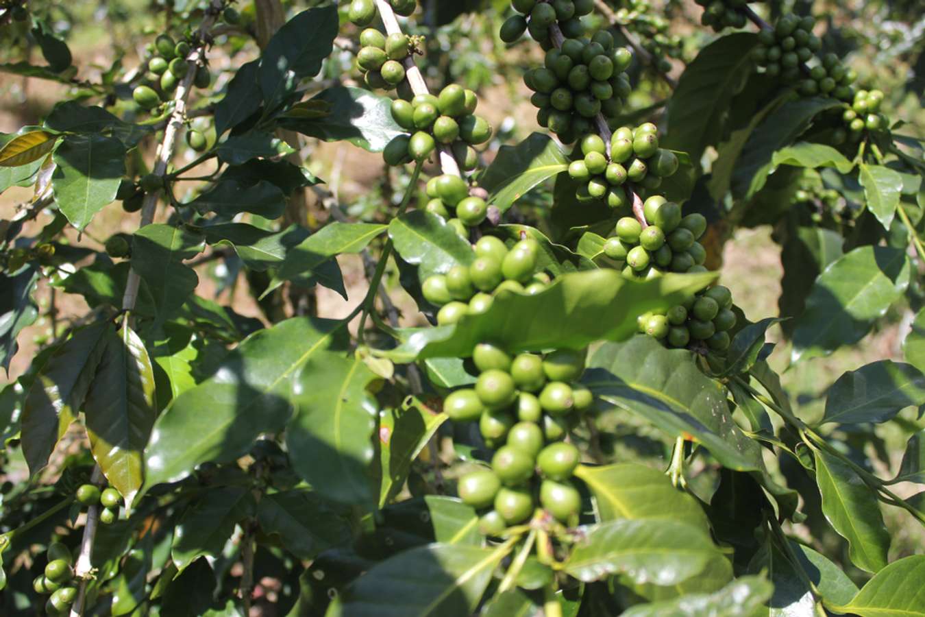 10 Daerah Penghasil Kopi Terbaik di Indonesia