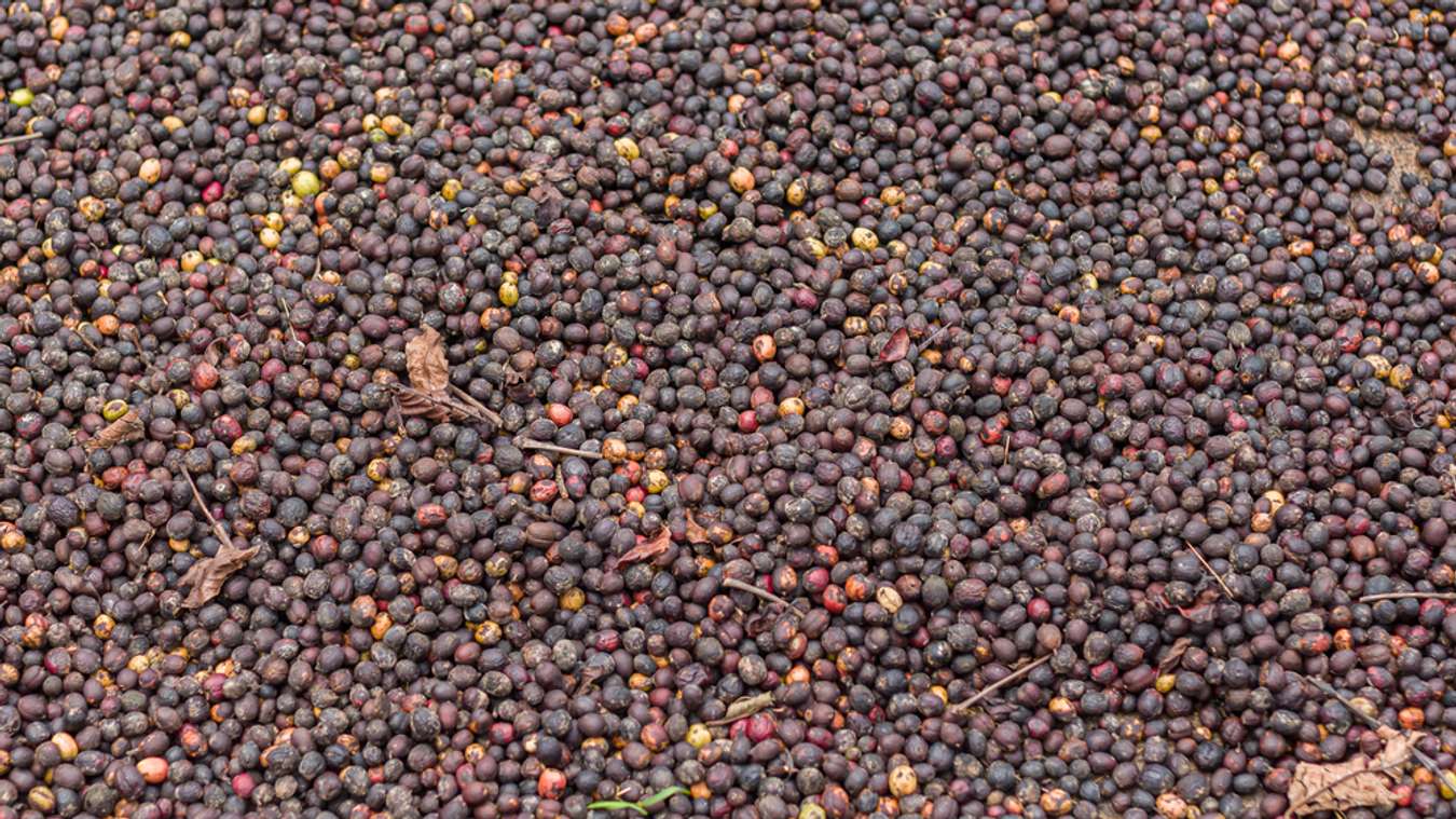 10 Daerah Penghasil Kopi Terbaik di Indonesia