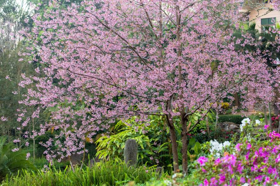 ดอกนางพญาเสือโคร่ง