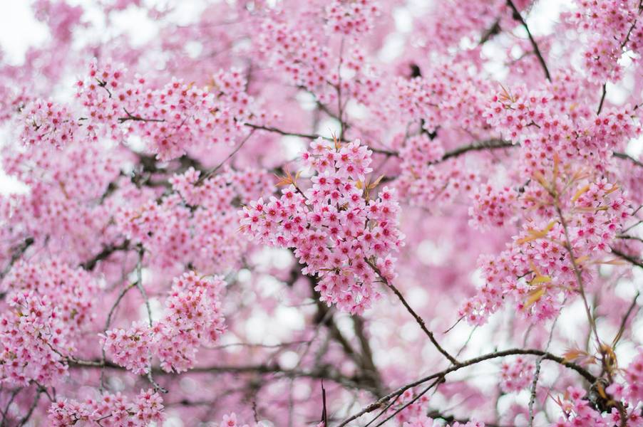 ดอกนางพญาเสือโคร่ง