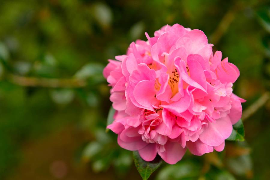 สวนรุกขชาติแม่ฟ้าหลวง