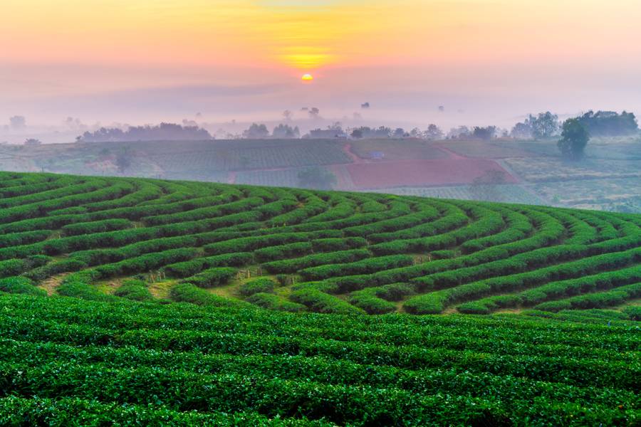 ไร่ชาฉุยฟง