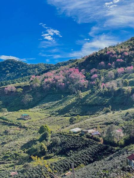 mộng đào nguyên đà lạt - 14