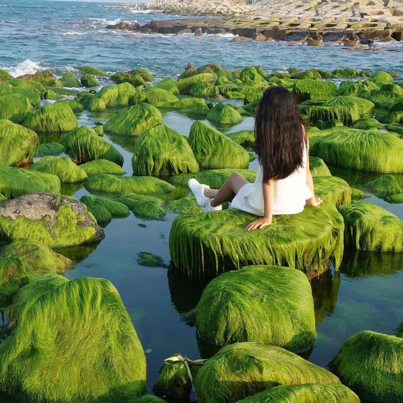Bãi rêu tại biển Cổ Thạch
