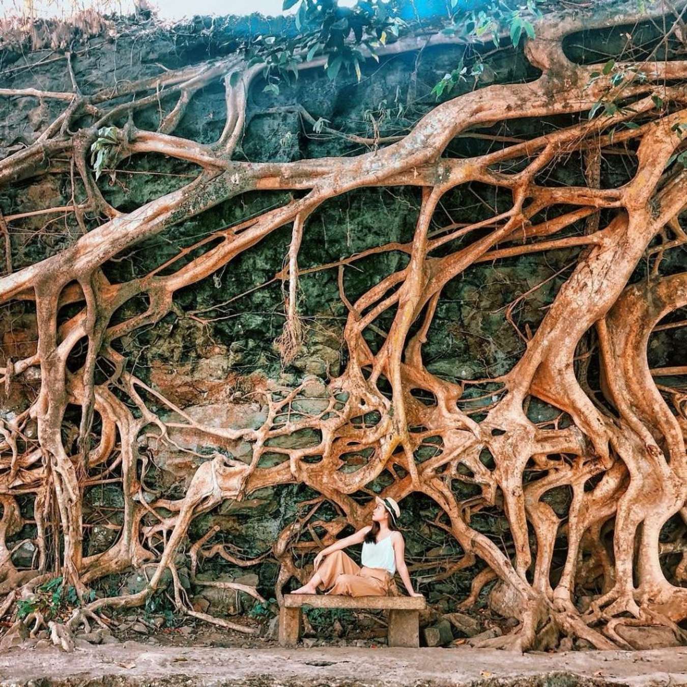 Rễ cây có hình dáng độc đáo tại Dray Nur