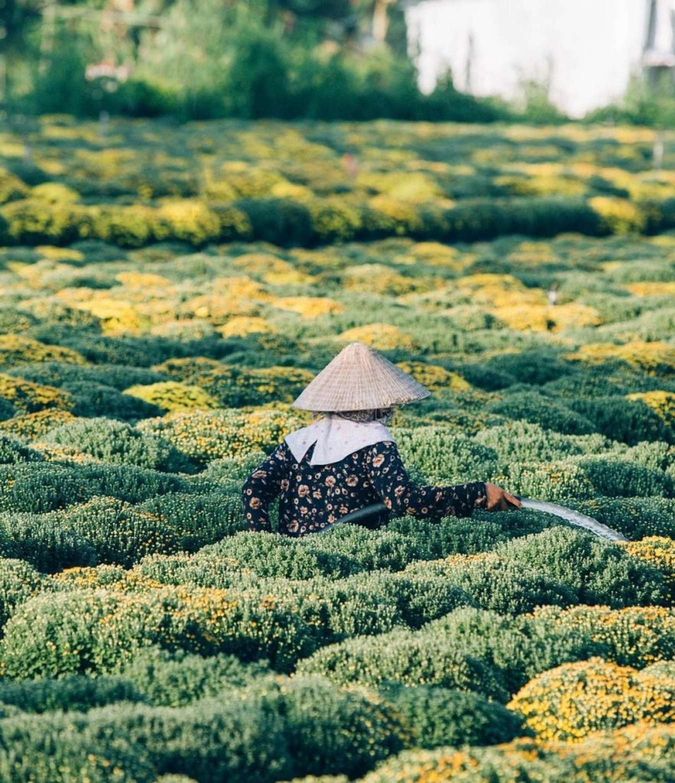 Hoa bên trên Làng hoa Sa Đéc ngày cận Tết