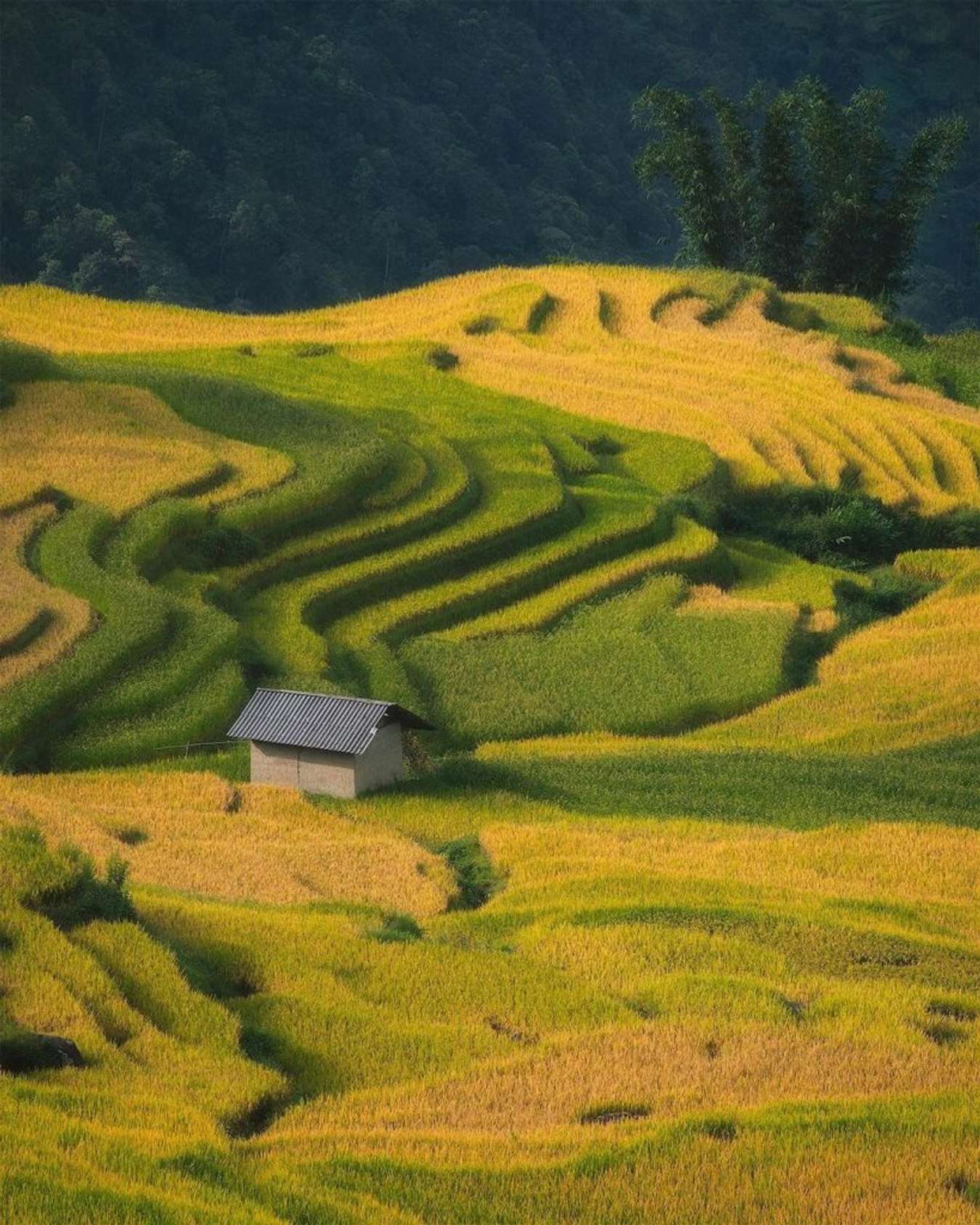 Ruộng bậc thang tại Y Tý