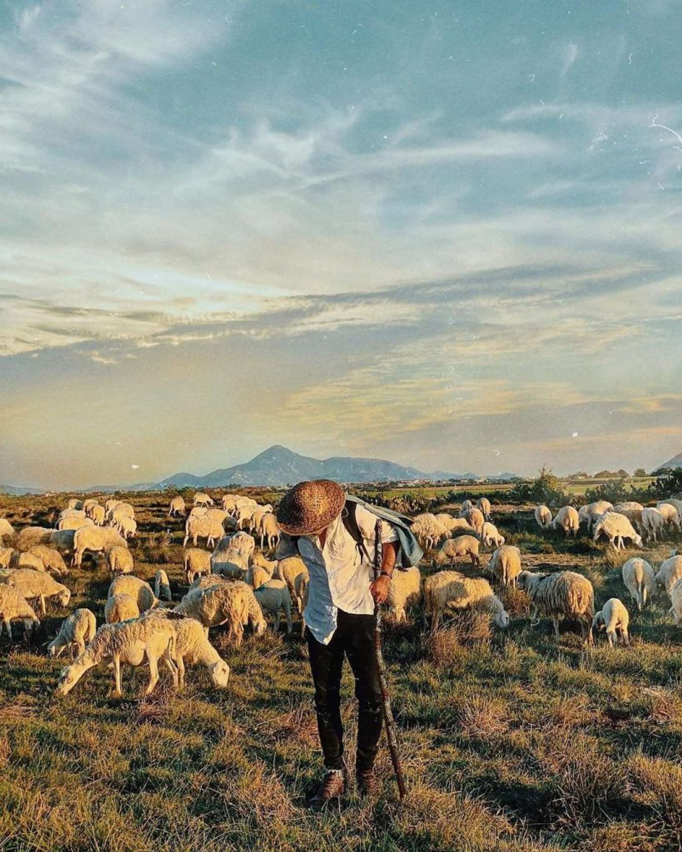 Góc chụp cực “nghệ” tại đồng cừu An Hòa