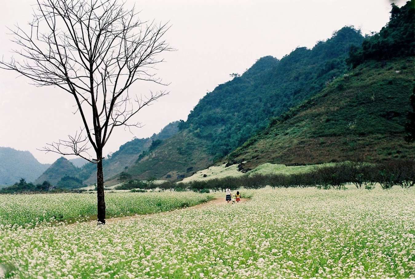 Ba nhịp đập-Phiên bản