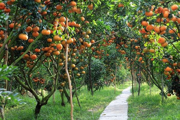 Du lịch Ẩm thực Đặc sản miền Tây - Tiền Giang liên hệ 0915326788 https://mientaynet.com/netnguoimientay/