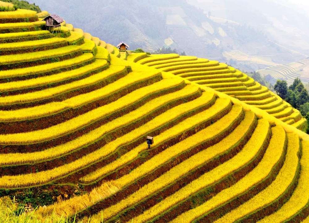 Vẽ tranh cánh đồng lúa chín đơn giản | How to draw rice field easy | Vẽ  tranh phong cảnh quê hương - YouTube