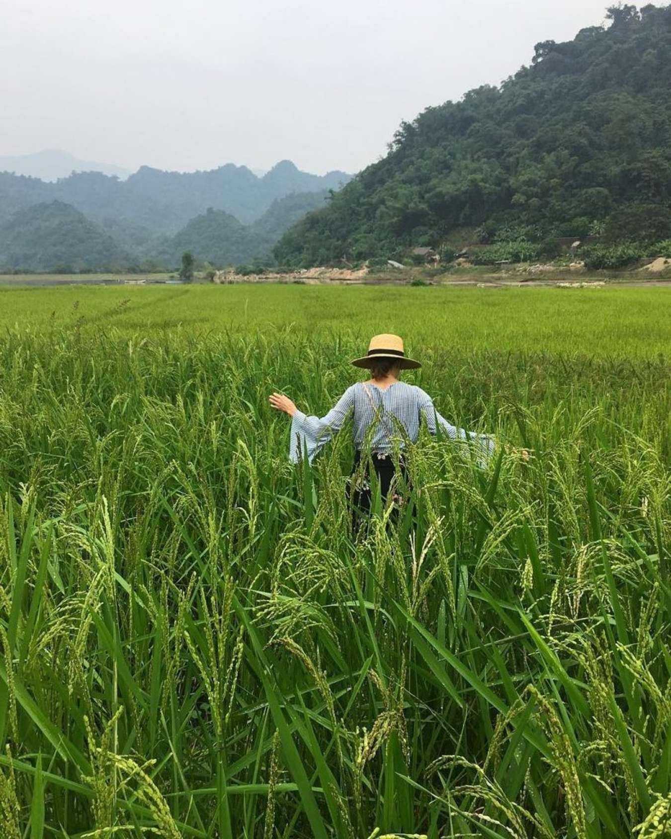 Cánh đồng lúa tại bản Pác Ngòi