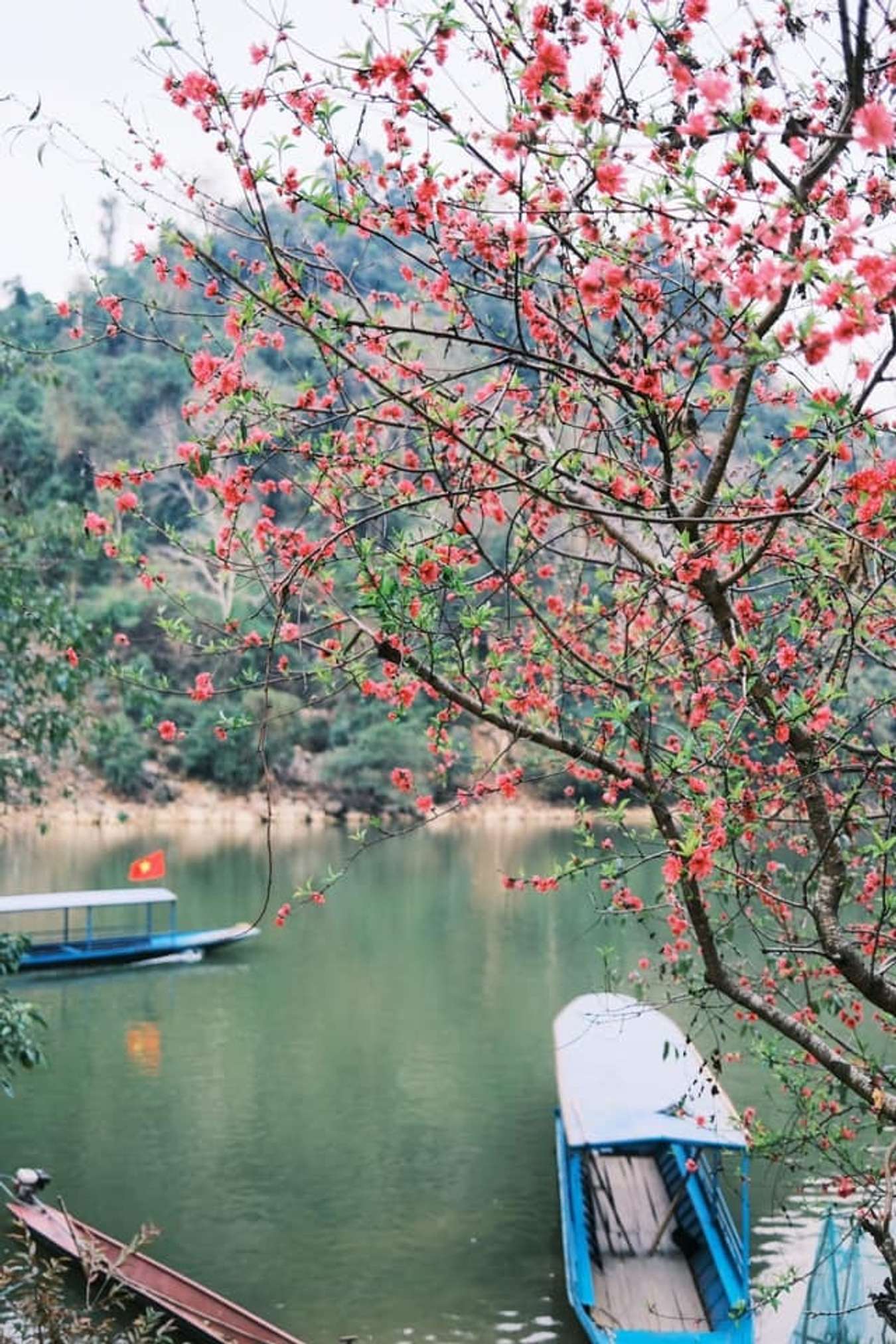 Hoa đào rừng ven hồ Ba Bể