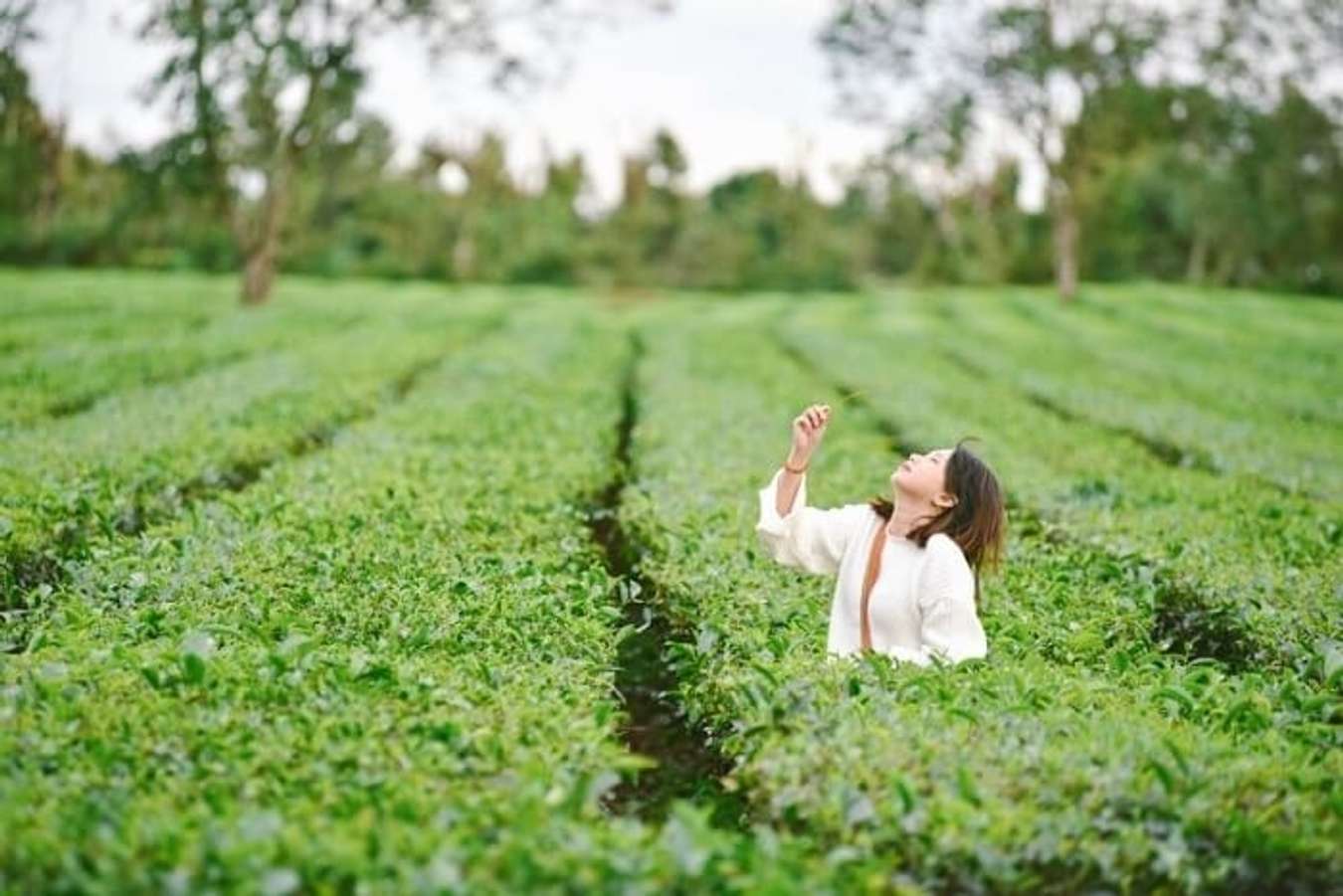 Biển Hồ Chè là một trong những địa điểm du lịch Gia Lai nổi tiếng