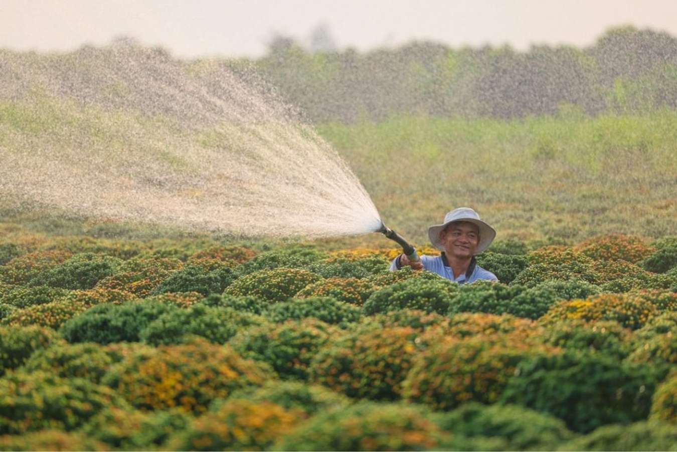 Nông dân tưới hoa