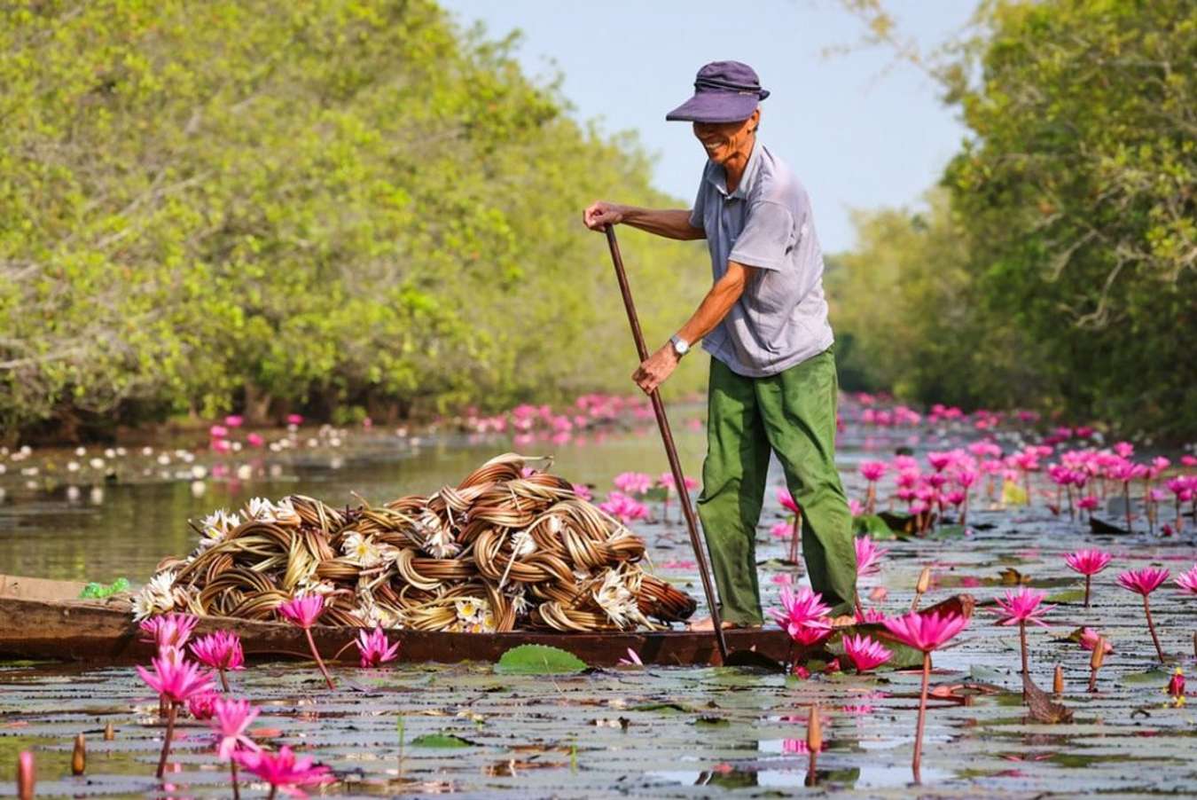 Thu hoạch hoa súng