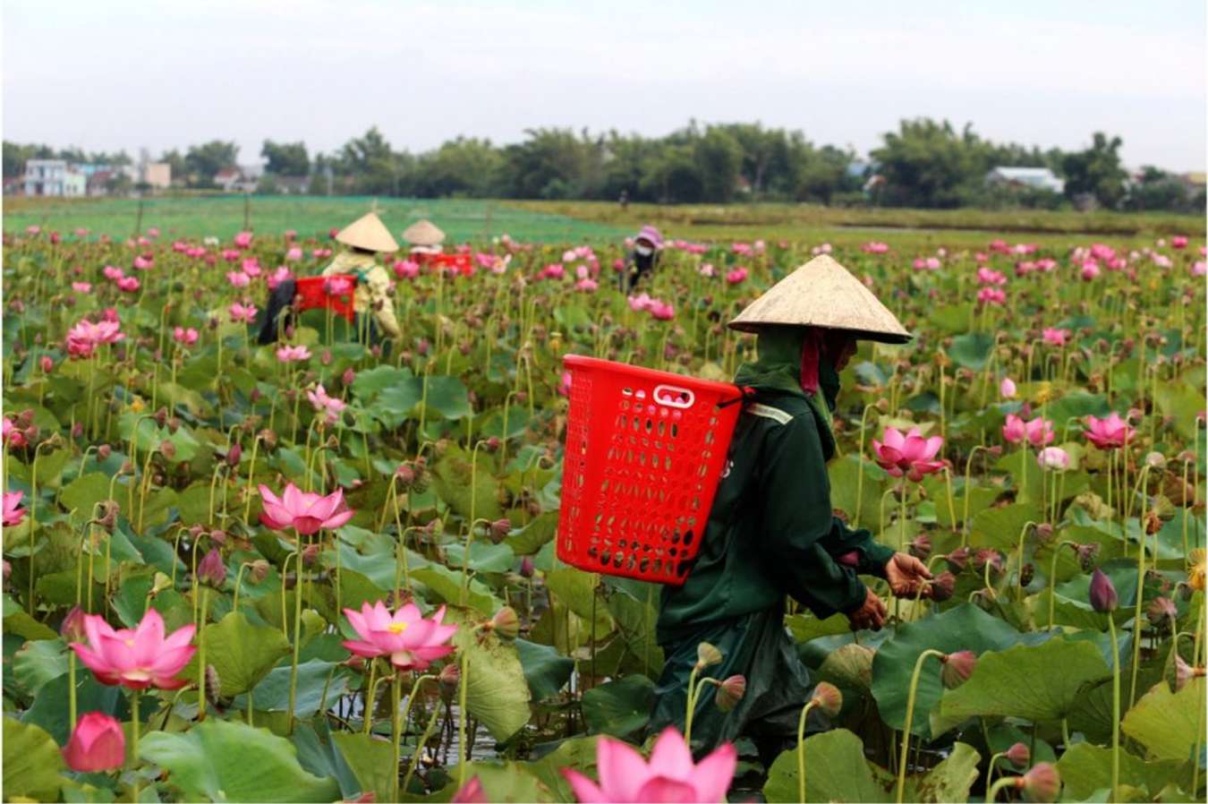 Thu hoạch hạt sen, cánh hoa