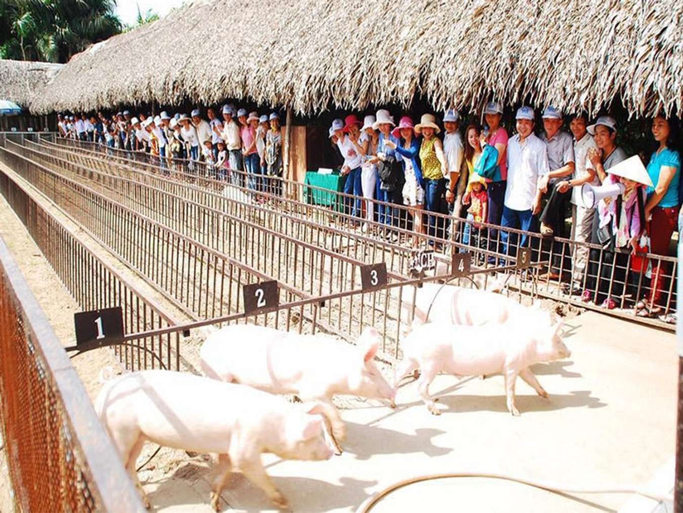 Đua heo tại làng du lịch Mỹ Khánh