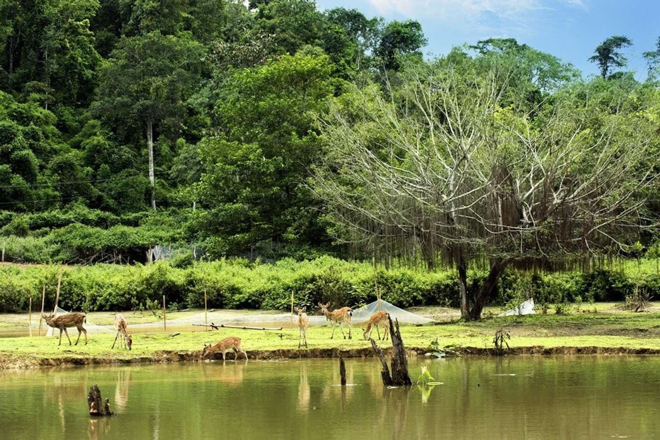 Động vật tại rừng sinh thái Madagui