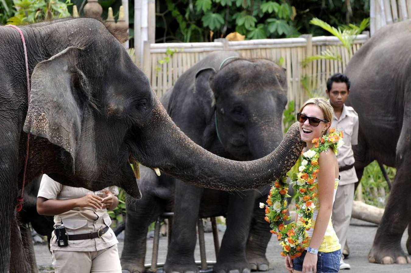 bali zoo vs bali safari park