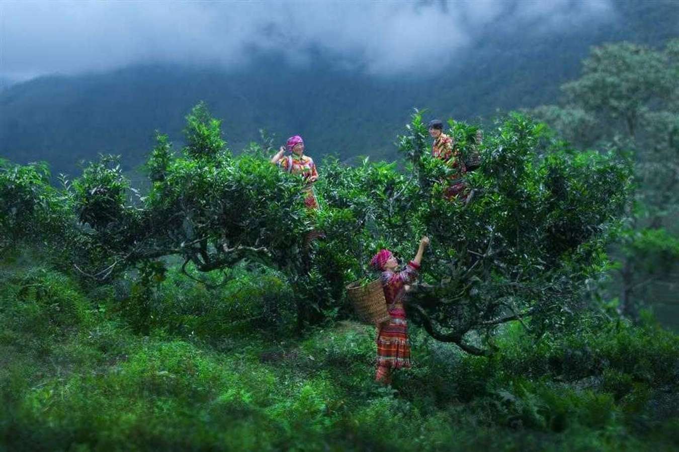 Yên Bái có đặc sản gì