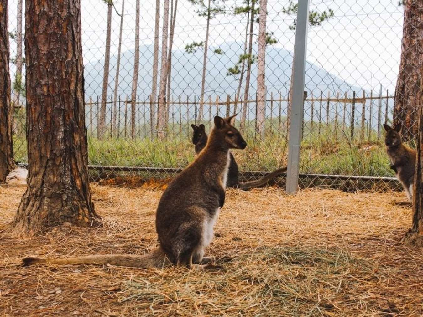 zoodoo đà lạt giá vé