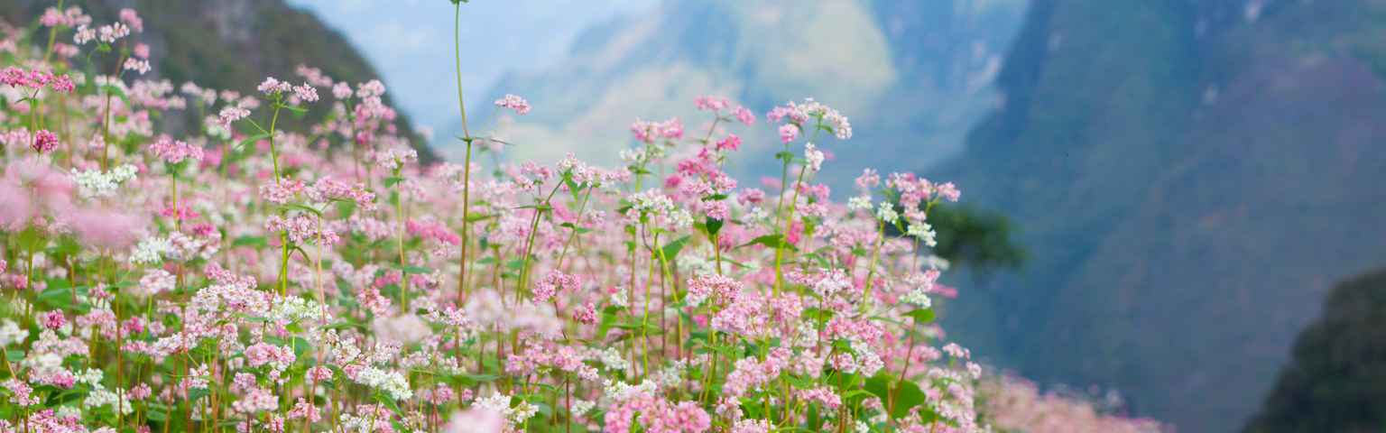 Mùa hoa: Mùa hoa là khoảng thời gian quan trọng nhất trong năm để khám phá vẻ đẹp thiên nhiên của vùng nông thôn Việt Nam. Cùng xem ảnh thật đẹp và tận hưởng những khoảnh khắc tuyệt vời cùng mùa hoa này.