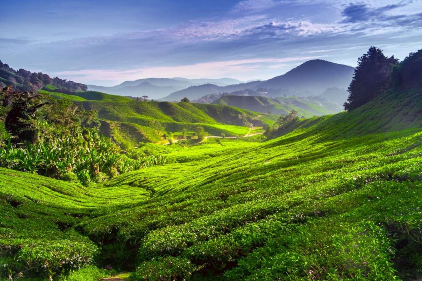 Tea Plantation - Cameron Highlands