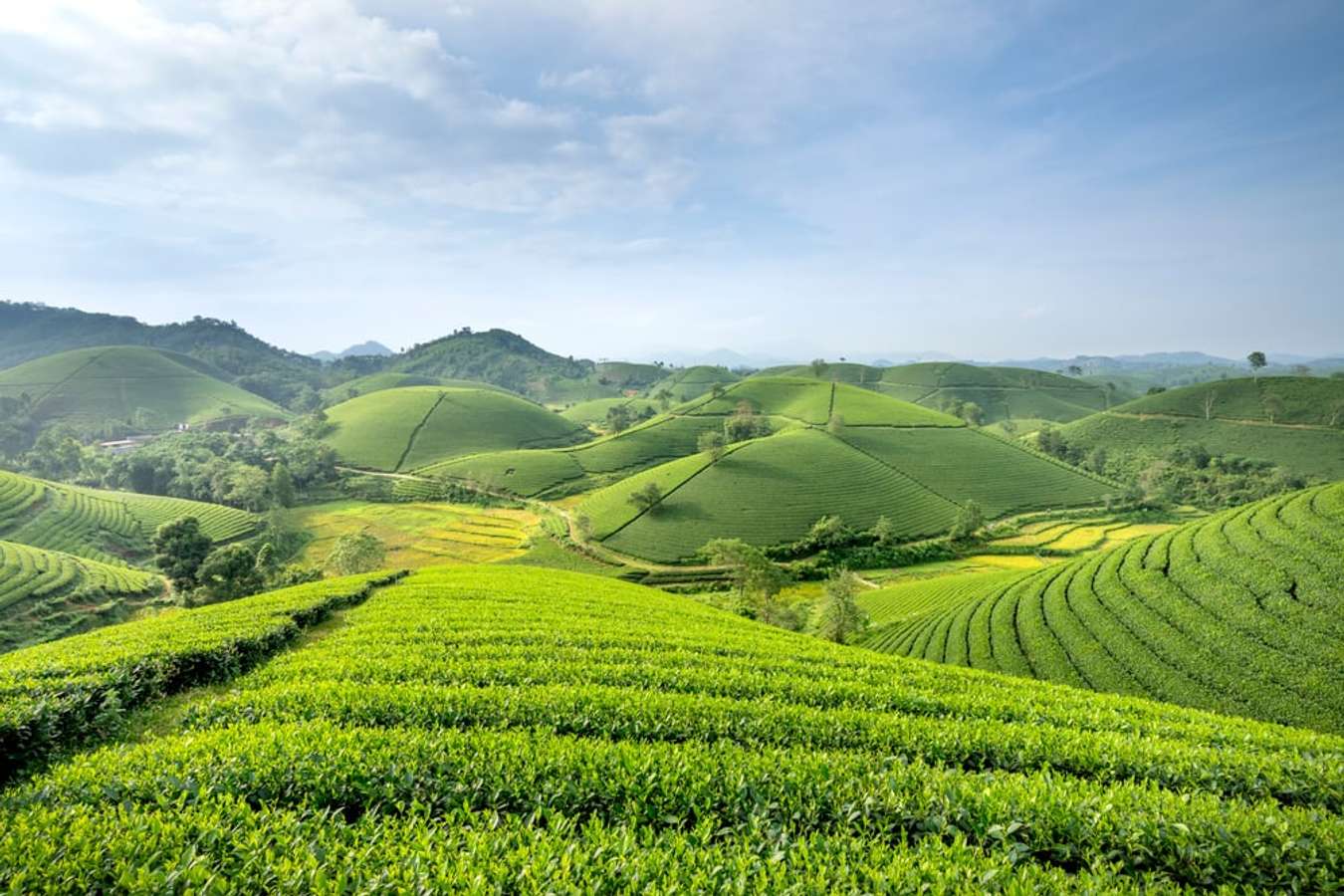 Đồi chè Long Cốc
