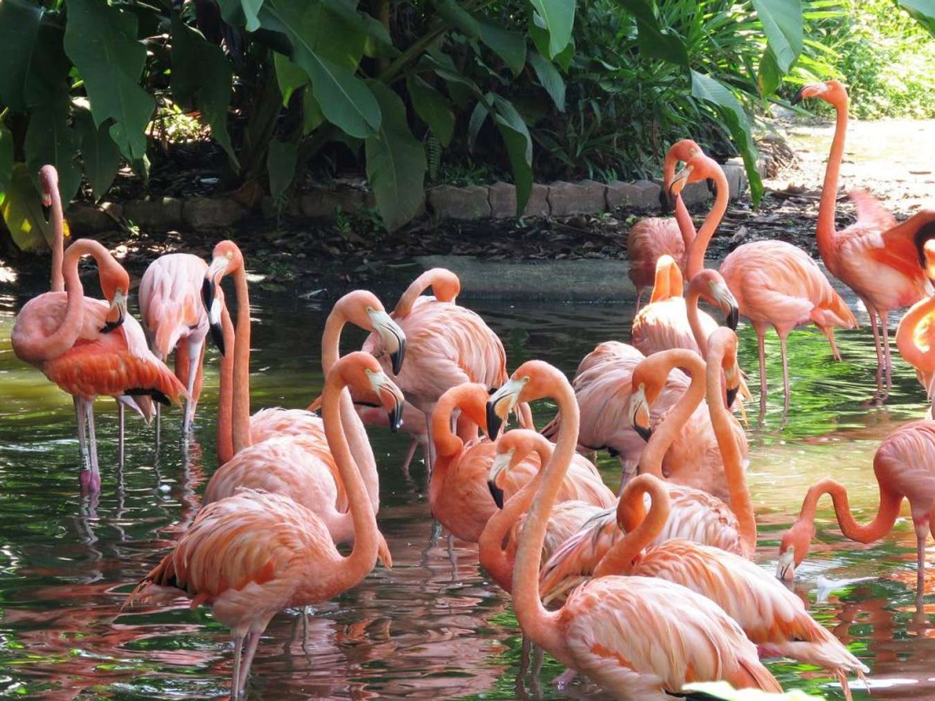 Jurong Bird Park - Family Activities Singapore