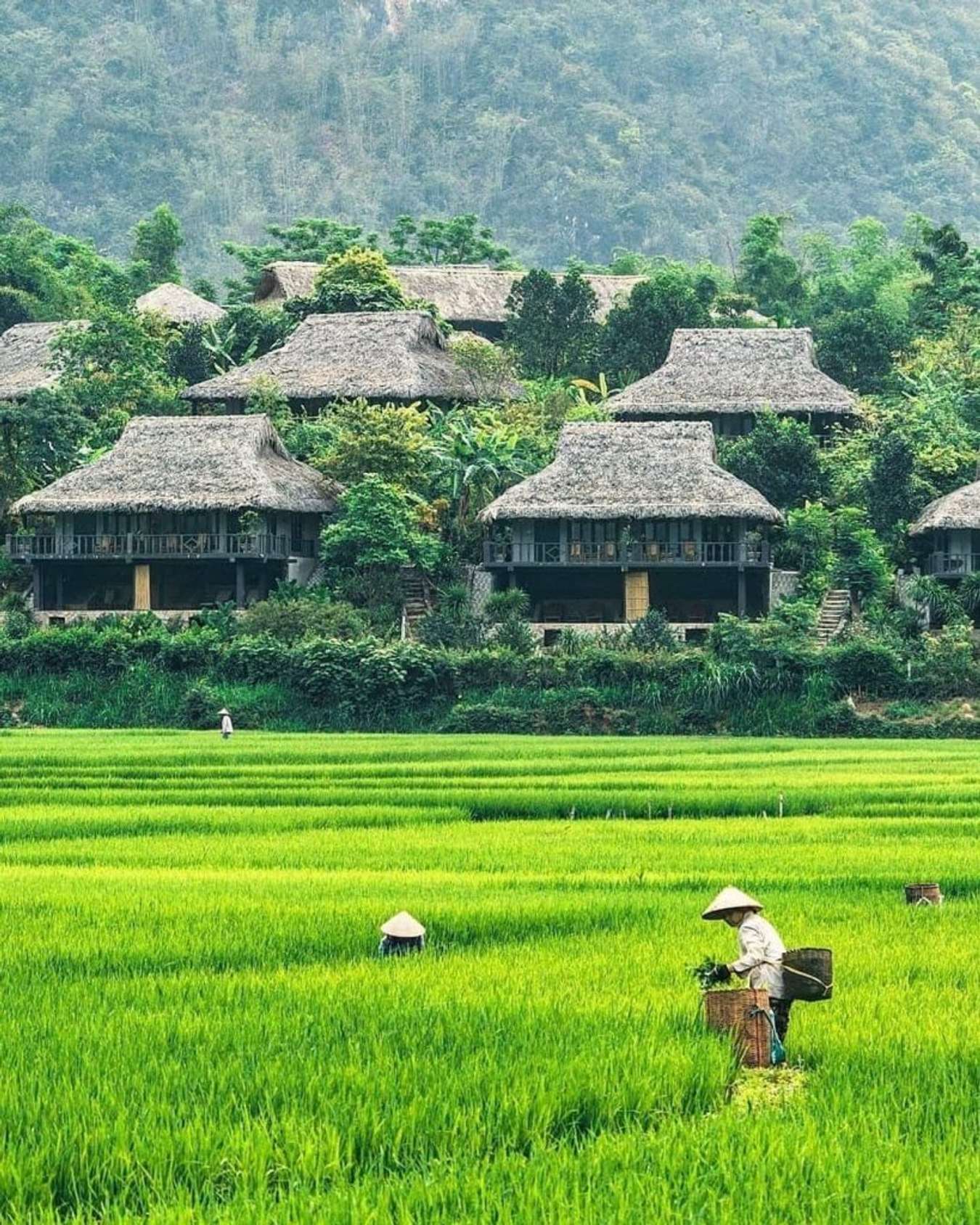 Tất tần tật kinh nghiệm du lịch Mai Châu Hòa Bình mới nhất