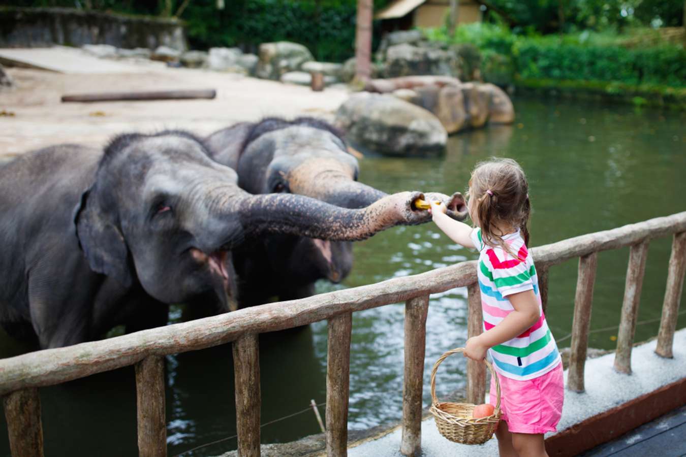 Singapore Zoo - Family Activities Singapore
