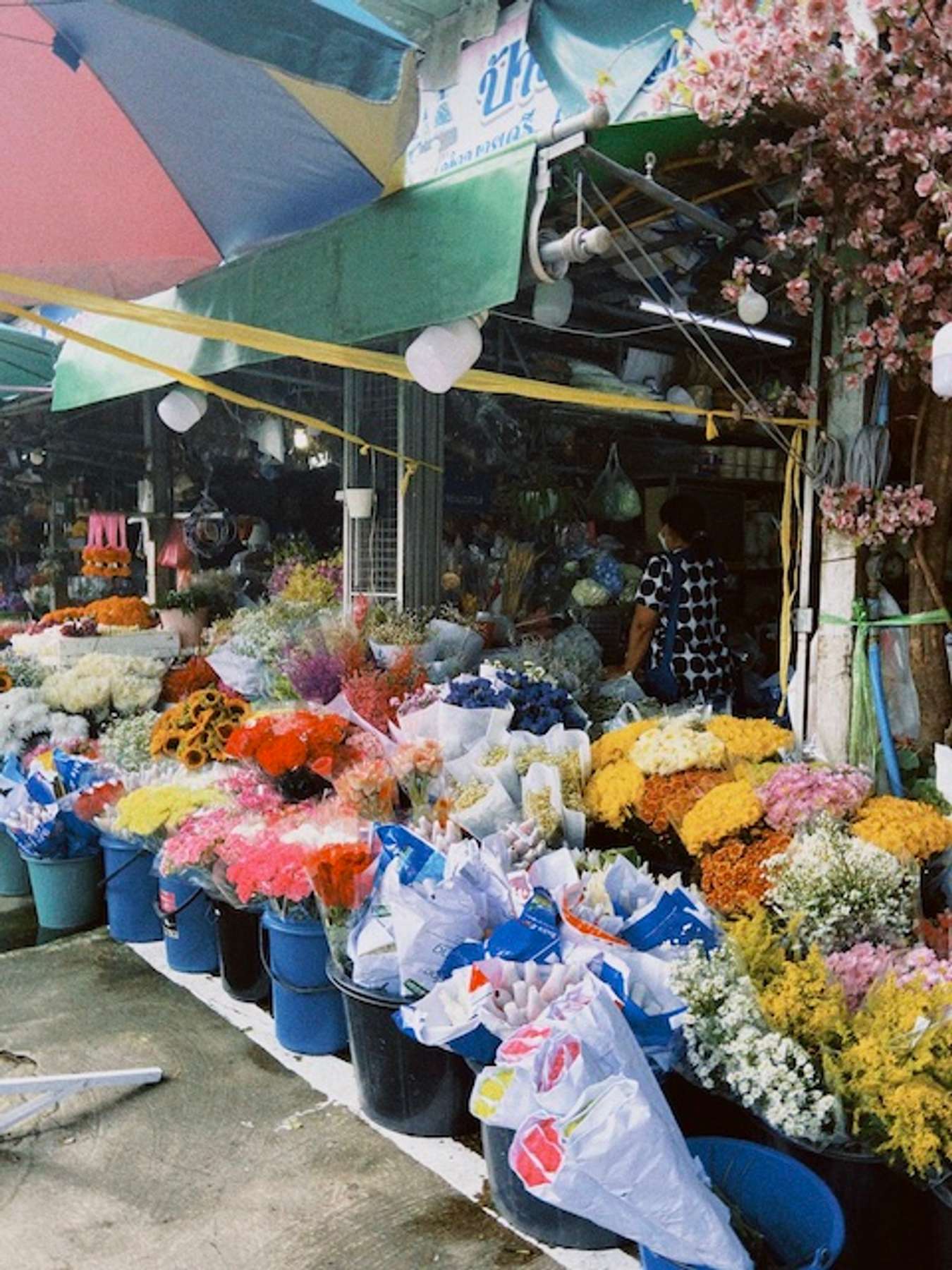 chơi gì ở Chiang Mai